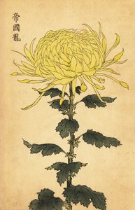 Crisantemo amarillo híbrido, 1893 (grabado)