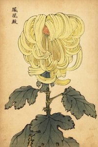 Crisantemo amarillo híbrido, 1893 (grabado)