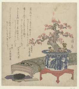 Koto con flor de ciruelo en maceta