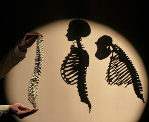 DOH, Los primeros pasos, Reconstrucción de la columna vertebral, Bruce Latimer, Cleveland Museum of Natura... de Kenneth Garrett