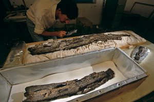 El Dr. Matthew Adams inspecciona en el laboratorio un tablón de madera de barco, madera dura, no cedro, procedente de Abydos, Egipto, 2005 (foto)