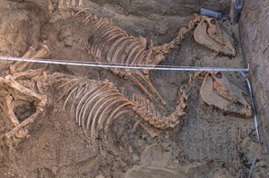 Excavación de los restos de diez asnos junto a un recinto funerario real, Abydos, 2005 (foto)