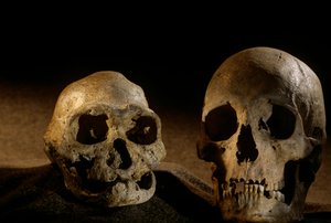 Cráneo de Homo erectus, desdentado, y cráneo humano moderno, Dmanisi de Kenneth Garrett