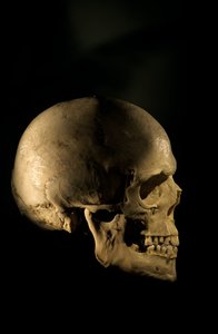 Cráneo humano moderno, esqueleto de estudio científicoUniversidad George Washington, 2000 (foto)