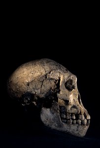 Cráneo hallado en el yacimiento de Homo erectus de Dmanisi (Georgia)