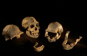 Cráneos y mandíbulas del yacimiento de Homo Erectus de Dmanisi, Georgia de Kenneth Garrett