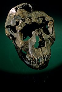 Turkana Boy, Kenia, Turkana Occidental, Lago Turkana, KNMER-WT15000, H. erectus, Nariokotome..., 2008 (foto)