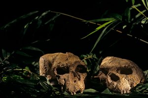 Cráneos de Yunxian, cueva de Zhoukoudian, China, 2008 (foto) de Kenneth Garrett