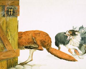 Un perro collie ahuyenta a un zorro