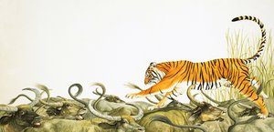 Un tigre corriendo a lomos de búfalos