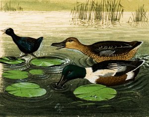 Patos y dragones