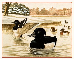 Patos y dragones