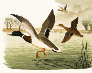 Patos y patillos