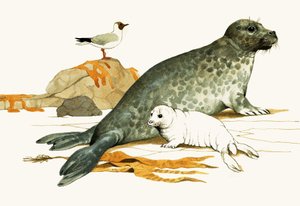 Hembra de foca gris con cachorro de Kenneth Lilly