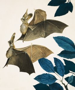 El murciélago orejudo de Kenneth Lilly