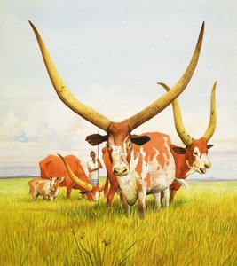 Los cuernos más largos ... Pertenecen al ganado Bahima de cuernos largos de Uganda