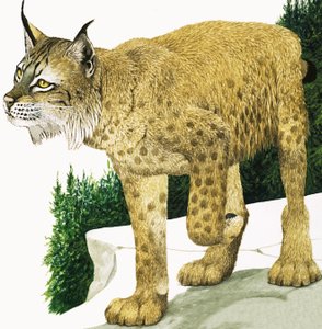 El lince