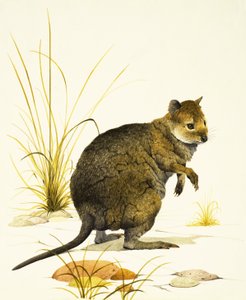 El Quokka de Australia, un tipo de ualabí
