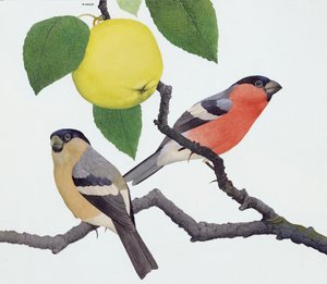 El camachuelo (gouache sobre papel)
