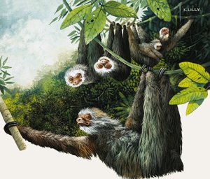 Perezoso de dos sapos