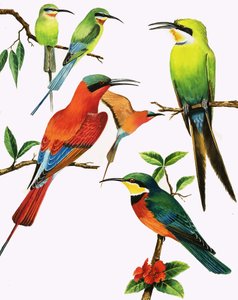 Montaje de aves no identificadas