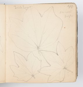 Página de cuaderno de bocetos: Hojas de hiedra irlandesa