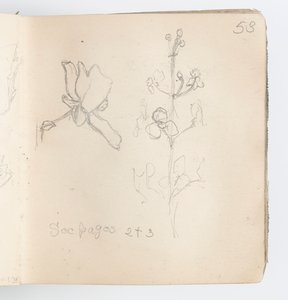 Página de cuaderno de bocetos: Boceto de flor de Kenyon Cox