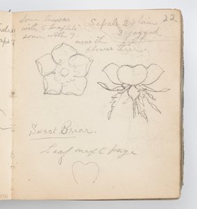 Página de cuaderno de bocetos: Rosal silvestre de Kenyon Cox