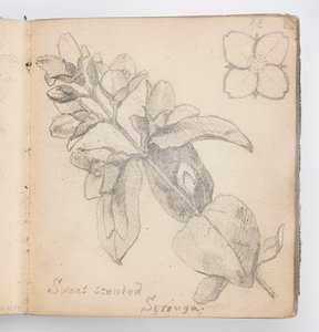 Página de cuaderno de bocetos: Syringa de dulce aroma de Kenyon Cox