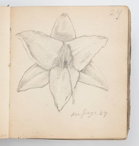 Página de cuaderno de bocetos: Lirio amarillo