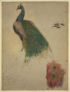 Las ciencias, estudio para el pavo real en el tímpano, galería suroeste, decoración para la Biblioteca del Congreso Resumen/medio de Kenyon Cox