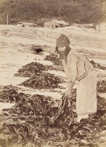 Mujer Ainu cosechando algas marinas, c.1900 de Kenzô Tamoto