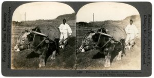 Agricultura cerca de Seúl, Corea del Sur, 1900s de Keystone View Company