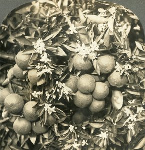 Flores de Naranjo y Naranjas Maduras Creciendo en el Mismo Árbol, California, c1900 de Keystone View Company