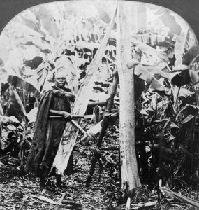 Desprendimiento de corteza para hacer tela de corteza, Uganda, finales del siglo XIX o principios del siglo XX