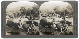 Resultado de una caza matutina de hipopótamos en el río Mlembo, Rodesia, África, 1910