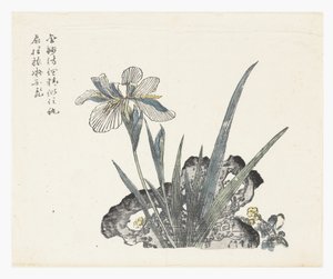 Jardín de semillas de mostaza de Ki Chang