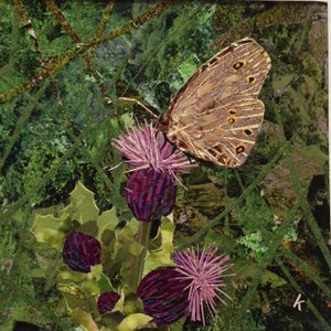Flit - Mariposa sátiro en cardo