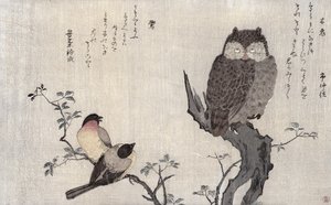 Un Búho y dos Camachuelos Orientales, de un álbum 