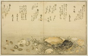 Chidori-gai, itaya-gai, awabi, utsuse-gai, asari-gai, y monoara-gai, del libro ilustrado "Regalos de la marea baja (Shiohi no tsuto)"