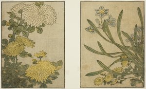 Crisantemo y narciso, del libro ilustrado "Libro de imágenes: Flores de las cuatro estaciones (Ehon shiki no hana)," vol. 2 de Kitagawa Utamaro