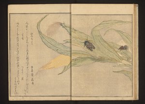 Cigarra y araña en el maíz de Kitagawa Utamaro