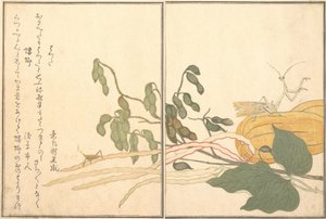 Saltamontes de cabeza cónica o langosta, batta, Mantis religiosa Toro o Kamakiri..., 1788 de Kitagawa Utamaro