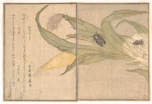  de Kitagawa Utamaro