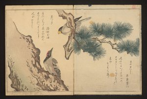 Pico picapinos y pájaro carpintero de Kitagawa Utamaro