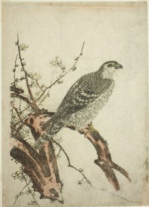 Halcón en una rama de ciruelo de Kitagawa Utamaro