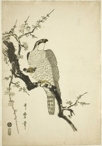 Halcón en una Rama de Ciruelo de Kitagawa Utamaro