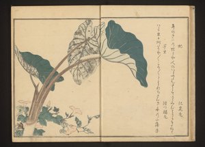 Tábano en enredadera y oruga en planta de taro de Kitagawa Utamaro