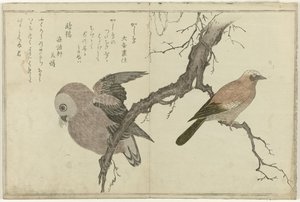 Arrendajo y búho de Kitagawa Utamaro