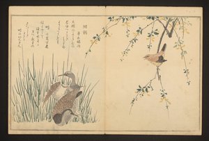 Ánade real y martín pescador de Kitagawa Utamaro